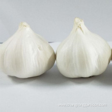 Hot Sale Fresh 5.5cm White Garlic